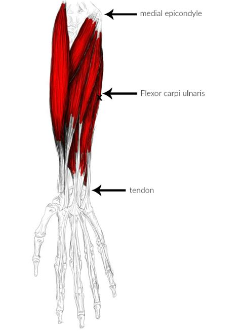 What Are The Main Hip Flexor Muscles Livestrong | Hot Sex Picture