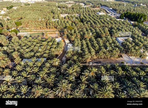 Aerial of the Al Ahsa (Al Hasa) Oasis, largest Oasis in the world ...