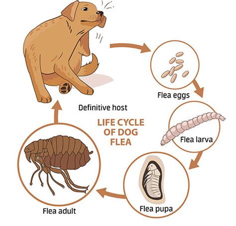 What Do Flea Eggs Look Like - PetRefine