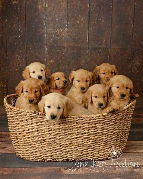 Pin by Angie Davis on Puppys | Puppy photography, Puppy litter, Cute dogs