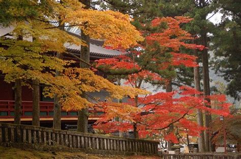 Autumn Leaves in Nikko 2022 | Visit Tochigi | Kyuhoshi