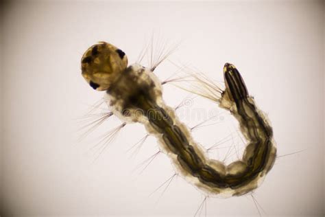 Close Up Mosquito Larvae in Light Microscope, Larvae Under a Microscope ...