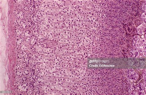 Adrenal Cortex And Medulla 50x Zona Glomerulosa Zona Fasciculata Zona Reticularis Medulla ...