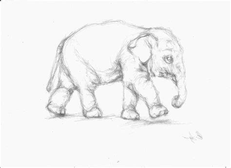 Pencil Drawing Images Animals at PaintingValley.com | Explore collection of Pencil Drawing ...