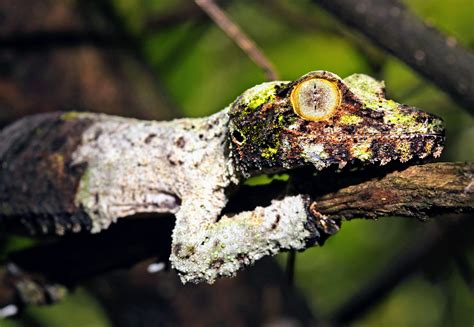 New species of leaf-tailed gecko discovered in Madagascar - Earth.com