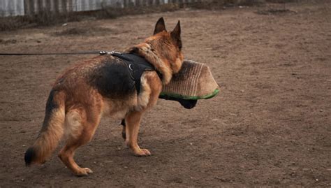 6 Best Dog Harnesses For German Shepherds In 2023