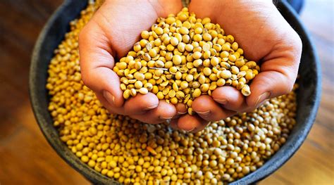 As Trade War Simmers, US Soybean Shipments Hit One-Year Low | Transport ...