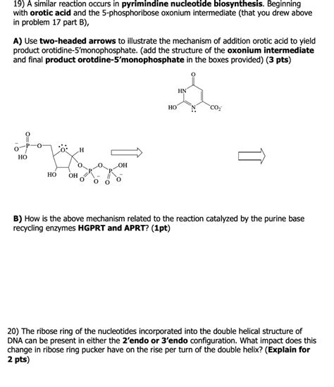 SOLVED: 19) A similar reaction occurs in pyrimidine nucleotide ...