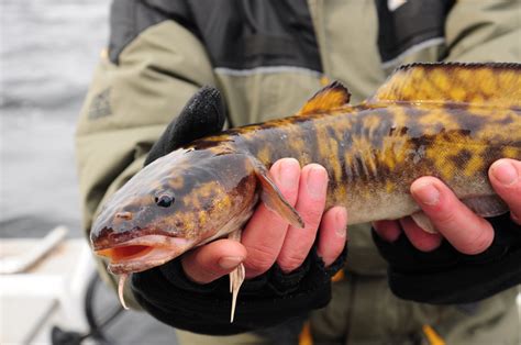 What Do Northern Pike Eat? - Fishmasters.com