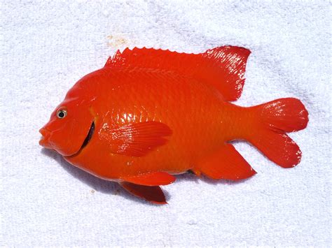 Garibaldi - Pier Fishing in California