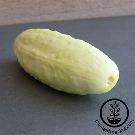 White Wonder Cucumber Seeds | Grow Non-GMO Heirloom Garden Vegetables