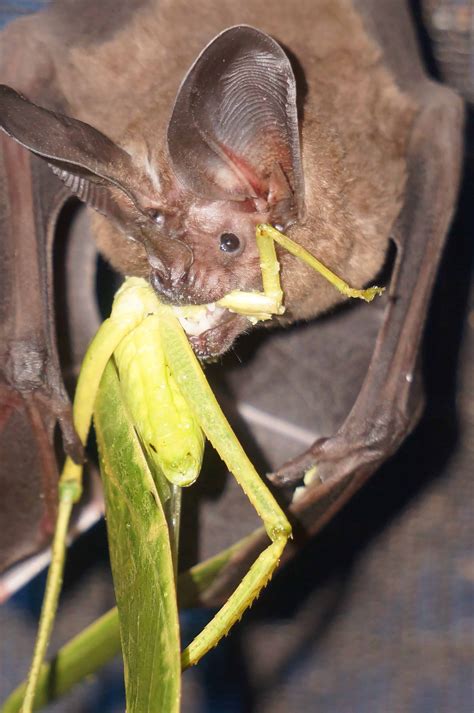 Bats learn about food from other species | THE WILDLIFE SOCIETY