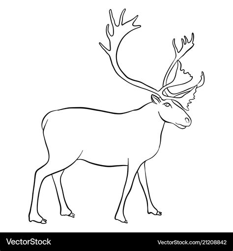 Drawing reindeer Royalty Free Vector Image - VectorStock