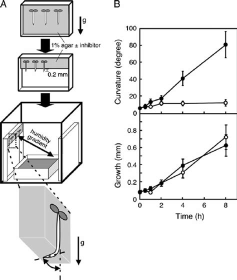 Humidity-based experimental system of hydrotropism. (A) An experimental... | Download Scientific ...