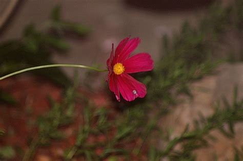 Night Photos Of Garden Flowers