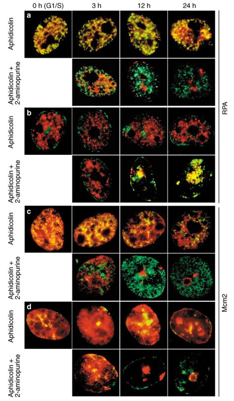 Inhibition of the S-phase checkpoint is accompanied by redistribution... | Download Scientific ...