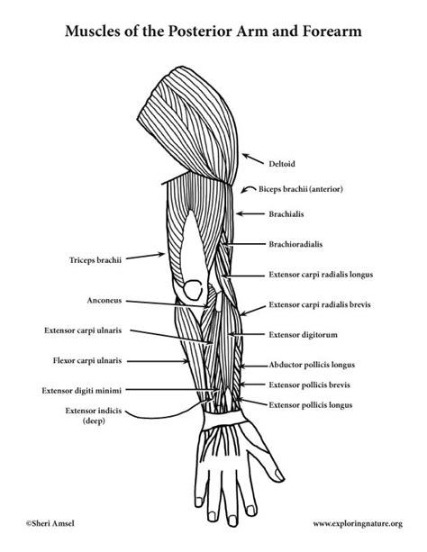 Arm and Forearm Muscles (Posterior View) (Advanced)