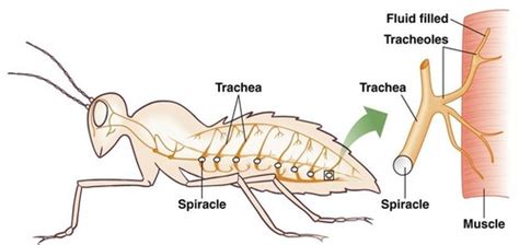 Insect Respiratory System