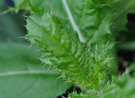 Canada Thistle – Identifying Noxious Weeds of Ohio