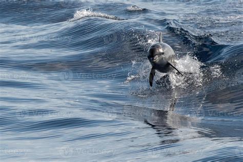 common dolphin jumping outside the blue ocean 12210694 Stock Photo at ...