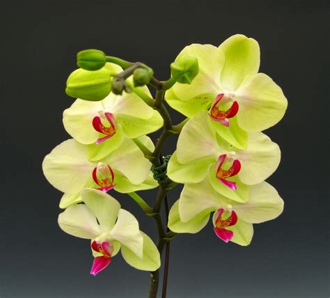 Mother's Day Orchid Flowers | Orchidaceous! Orchid Blog