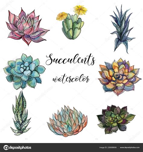 Set Succulents Watercolor Graphics Isolated Objects Vector Illustration ...