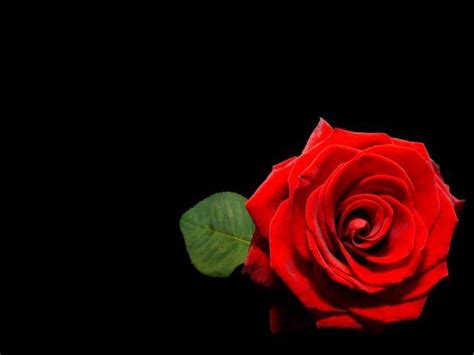 Details 100 high quality red rose with black background hd wallpaper ...