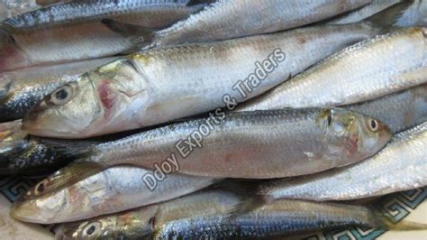 Fresh Mathi Fish Manufacturer in Hosur Tamil Nadu India by DDOY EXPORTS ...