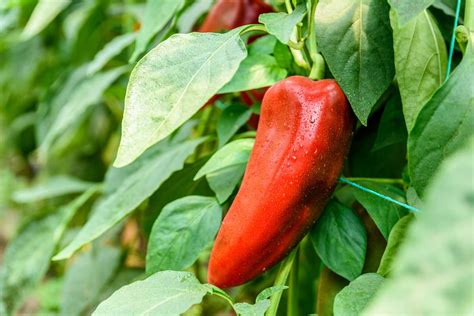 How to Plant and Grow Paprika Peppers | luv2garden.com