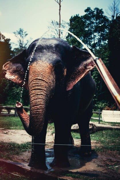 Premium Photo | Elephant drinking water