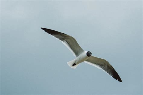 21 Wild Animals in The Bahamas [Wildlife in The Bahamas] - Kevmrc