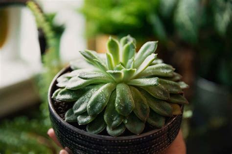 Succulent Leaf Curling: Causes and Effective Solutions | Succulent Alley