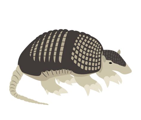 Giant armadillo Facts for Kids | IUCN SSC Anteater, Sloth and Armadillo Specialist Group