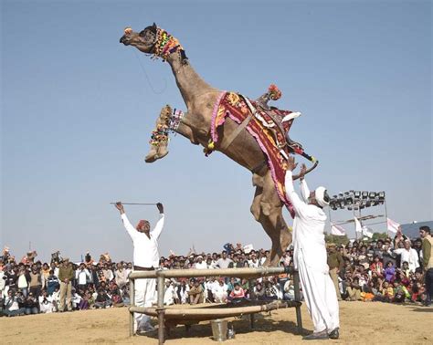 Bikaner Camel Festival 202 | Attractions & Dates