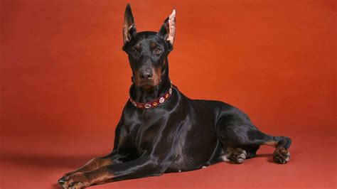 Doberman HD Wallpaper