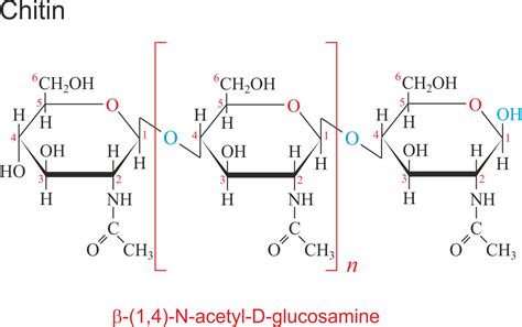 Chitin @ Chemistry Dictionary & Glossary