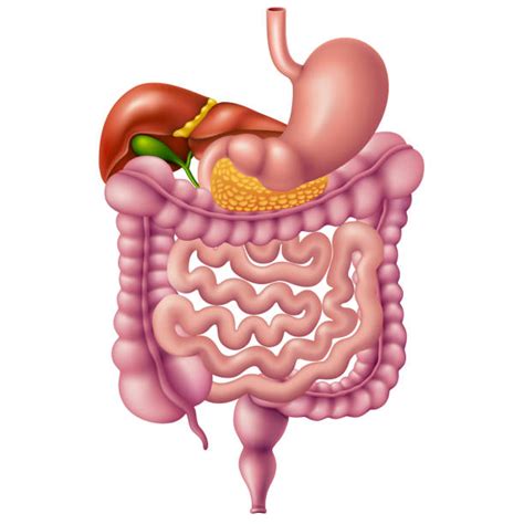 Royalty Free Human Digestive System Clip Art, Vector Images & Illustrations - iStock