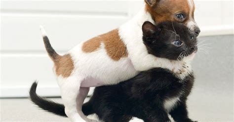 Kitten and puppy are so close they think they're sisters at rescue centre - Mirror Online