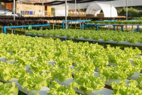 Premium Photo | Lettuce vegetables in hydroponic farm