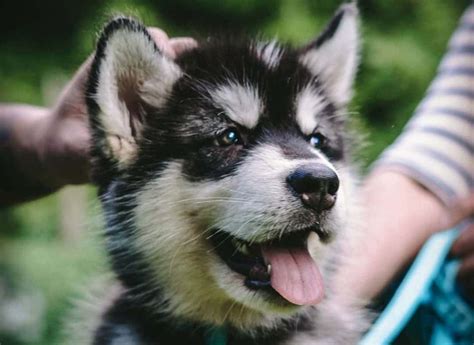 Alaskan Malamute Colors: The Standard & Rare Malamute Coat Colors - K9 Web