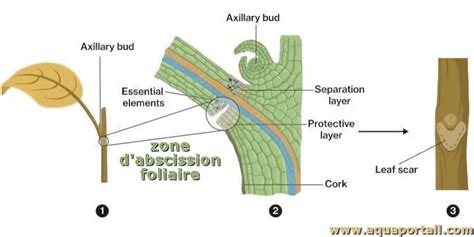 Abscission foliaire : définition et explications