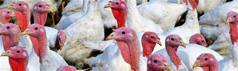 Clean Power from Turkey Poop. Scientists say “poop from the coop”… | by Nexus Media | Nexus ...