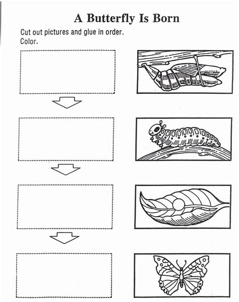 Life Cycle Of A Butterfly Free Printable Worksheet