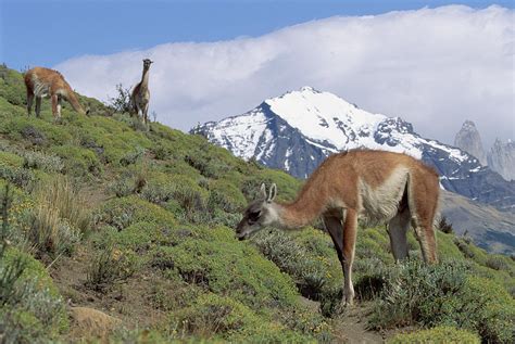 Guanaco Herd Grazing Patagonia Argentina Photograph by Konrad Wothe - Pixels