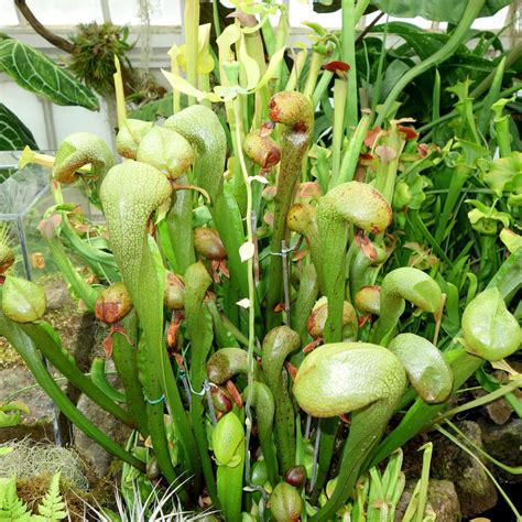 Cobra Lily California Pitcher Plant 'Darlingtonia Californica' Carnivo – Easy Grow Seeds