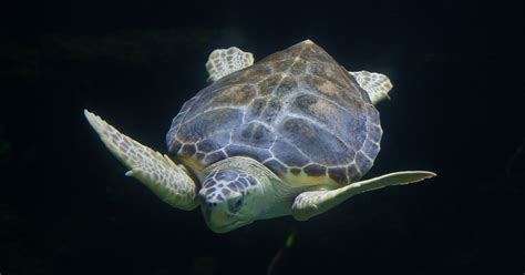 State officials investigating turtle deaths in Florida