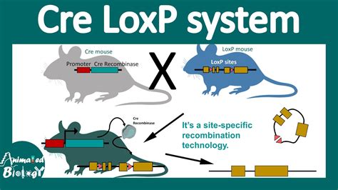 Cre Lox System | Hot Sex Picture