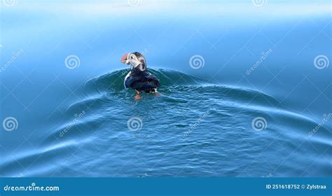 Puffin Catching A Fish Off On Faxafloi Bay, Reykjavik, Iceland Royalty-Free Stock Image ...