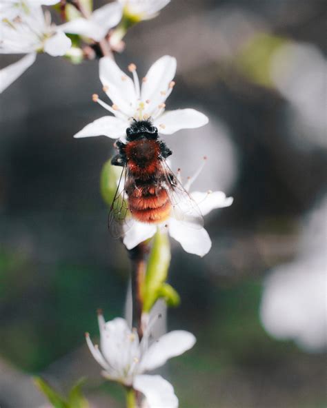 Raise Honey Bees For Beginners | Mid West Homestead