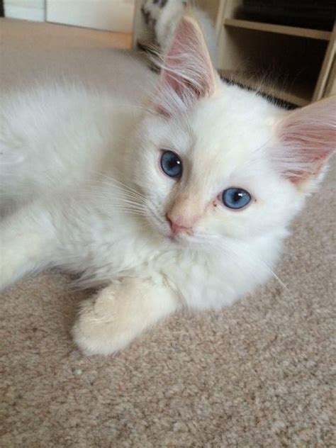 Cream point White Ragdoll Kittensgi | Ragdoll cat, Ragdoll kitten, Cute ...